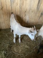 Лот: 25771402. Фото: 4. Козел. Красноярск