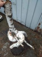 Лот: 22835993. Фото: 6. Коряга березовая