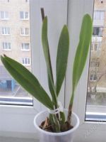 Лот: 1804413. Фото: 2. Lc. Tokyo Magic ORCHIS. Комнатные растения и уход