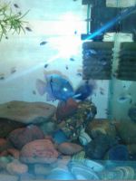 Лот: 6749375. Фото: 4. Молодь седжики 5шт. Красноярск