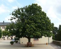 Лот: 16648202. Фото: 3. Каштан Конский ( Aesculus hippocastanum... Для дачи, дома, огорода, бани, парка