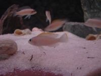 Лот: 3803645. Фото: 6. Лампрологус Каудопунктуатус -...