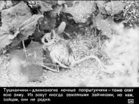 Лот: 4836049. Фото: 4. Диафильм "Как звери готовятся... Красноярск