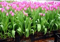 Лот: 15111903. Фото: 4. Тюльпаны оптом Иркутск сорт Pink... Красноярск