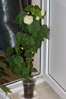 Лот: 4069604. Фото: 3. Абутилон Бэлла (Невеста). Растения и животные