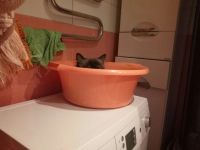 Лот: 12877986. Фото: 7. Вязка. Невский маскарадный кот...