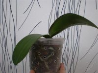 Лот: 1137561. Фото: 2. Орхидея фаленопсис. Комнатные растения и уход