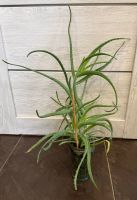 Лот: 21590696. Фото: 2. Алоэ/алое. Молодое растение. Комнатные растения и уход