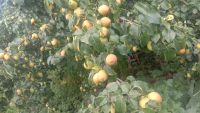 Лот: 16389909. Фото: 2. Груша битая. Продукты