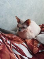 Лот: 11031249. Фото: 3. Кошка. Растения и животные