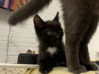Лот: 16366359. Фото: 3. Котята. Растения и животные