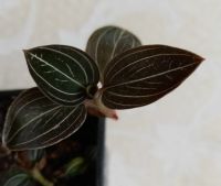 Лот: 5600107. Фото: 4. Орхидея Лудизия драгоценная. Красноярск