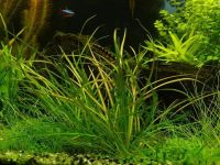 Лот: 11951773. Фото: 2. Эхинодорус Нежный Рубра (Echinodorus... Аквариумистика