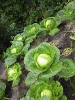 Лот: 4314711. Фото: 6. Продам дачу (Пугачево, СТ Сосна-2...