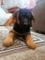 Лот: 21139593. Фото: 2. Щенки овчарки. Животные и уход