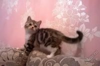 Лот: 3445066. Фото: 2. Шотландские котята Питомник "Мурлыка... Животные и уход