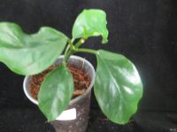 Лот: 13592382. Фото: 6. Хойя Hoya Lasiantha-2