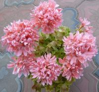 Лот: 11397284. Фото: 2. Пеларгония Rushmoor Golden Ruffles. Комнатные растения и уход