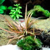 Лот: 16052561. Фото: 3. Криптокорина Альбида Ред (Cryptocoryne... Растения и животные