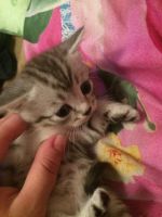 Лот: 13935896. Фото: 2. Британцы. Животные и уход