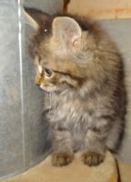 Лот: 17997991. Фото: 6. Котята