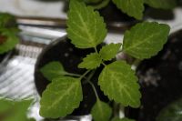 Лот: 3149264. Фото: 4. Колеус (крапивка) 6. Красноярск