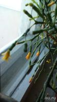 Лот: 11964103. Фото: 3. Экзотическое растение кактус Хатиора. Растения и животные