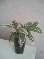 Лот: 4111224. Фото: 2. Традесканция 3шт. Комнатные растения и уход