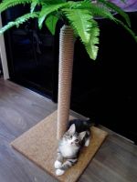 Лот: 3128846. Фото: 5. Когтеточка когтедралка для кошек...