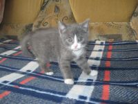 Лот: 3654321. Фото: 7. _*Котята*_