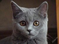 Лот: 1727203. Фото: 2. Британская короткошерстная. Животные и уход