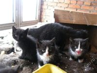 Лот: 1679088. Фото: 2. Срочно котята ищут хозяев:)*. Животные и уход