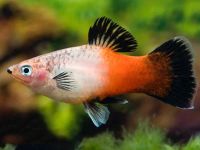 Лот: 16202554. Фото: 3. Пецилия трехцветная (Xiphophorus... Растения и животные
