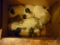 Лот: 1168460. Фото: 2. отдам в хорошие руки щенков!. Животные и уход