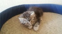 Лот: 10375059. Фото: 2. Котята курильского бобтейла. Животные и уход