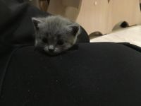 Лот: 11459571. Фото: 5. Британские котята