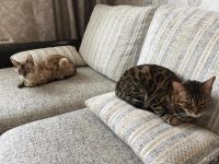 Лот: 9973516. Фото: 2. Бенгальская кошка (снежный). Животные и уход