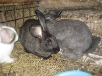 Лот: 2897962. Фото: 2. Продам кролика 4 месяца, обмен. Животные и уход