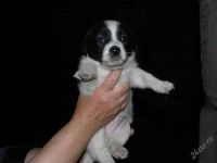 Лот: 1971342. Фото: 3. Щенки от маленькой собаки, разные... Растения и животные