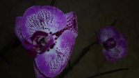 Лот: 3812998. Фото: 3. орхидея фаленопсис №10. Растения и животные