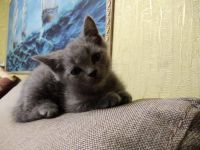 Лот: 10781798. Фото: 3. Британец кошечка Новогодняя акция... Растения и животные