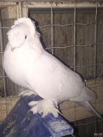 Лот: 7232146. Фото: 5. Голуби Белые Двухчубые. (Благодарненские...