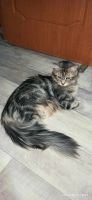 Лот: 18406664. Фото: 3. Котята мейн-кун. Растения и животные