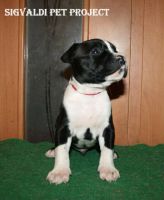 Лот: 10391170. Фото: 2. Кобель амстаффа. Животные и уход