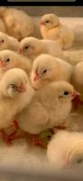 Лот: 25524611. Фото: 2. Цыплята. Животные и уход