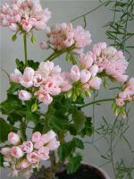 Лот: 9992982. Фото: 2. Зональная пеларгония " Emma fran... Комнатные растения и уход