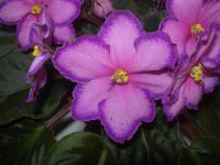 Лот: 2234448. Фото: 3. фиалка Kev's Heavenly Star( детка... Растения и животные