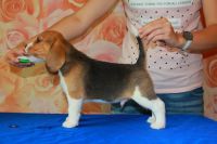 Лот: 7814411. Фото: 3. Щенки Бигля от чемпиона мира 2016. Растения и животные