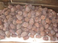 Лот: 2061387. Фото: 3. продам шишку кедровую свежая вкусная... Красноярск