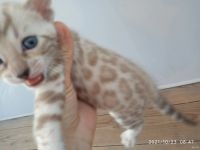 Лот: 18218259. Фото: 5. Мальчик минк сепия 24.09.21